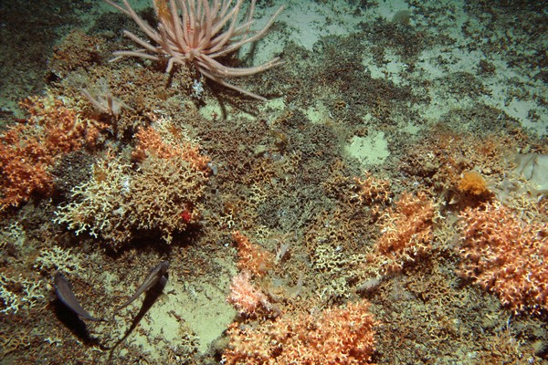 Narella, nicknamed �Rasta� because of its long white dreadlock-like branches